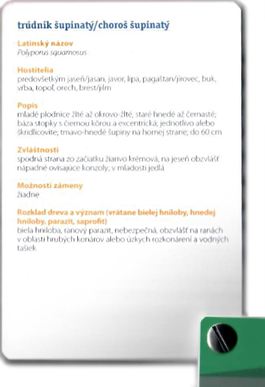 Drevokazné huby – poznávacia pomôcka - Image 4